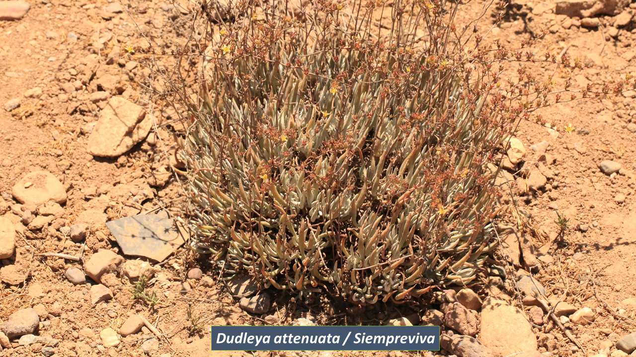 dudleya attenuata.png