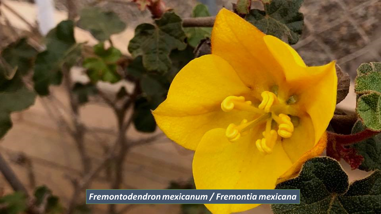 fremontia.png